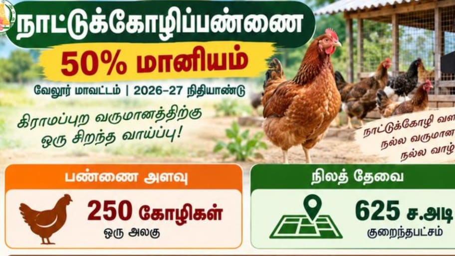 வேலூர்: நாட்டுக்கோழிப் பண்ணை அமைக்க 50% அரசு மானியம் – முழு விவரங்கள் இதோ!