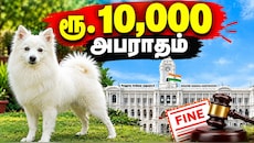 Explainer: செல்லப்பிராணிகள் இருக்கும் சென்னைவாசிகளே உஷார்! அக்டோபர் முதல் 3 விதமான அபராதம்