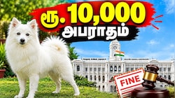 Explainer: செல்லப்பிராணிகள் இருக்கும் சென்னைவாசிகளே உஷார்! அக்டோபர் முதல் 3 விதமான அபராதம்