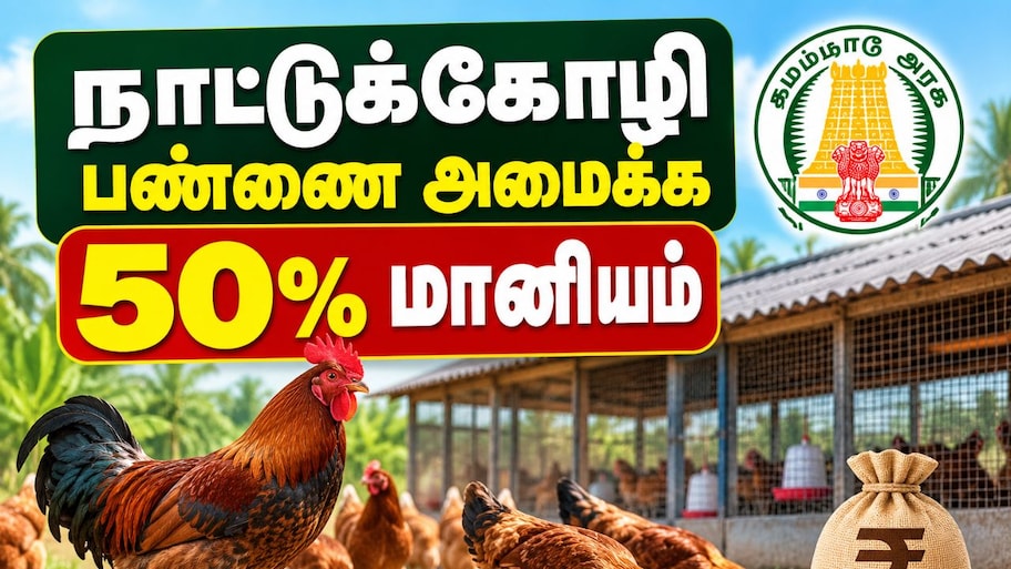 நாட்டுக்கோழி பண்ணை அமைக்க 50 % மானியம் - தமிழ்நாடு அரசின் லேட்டஸ்ட் அறிவிப்பு