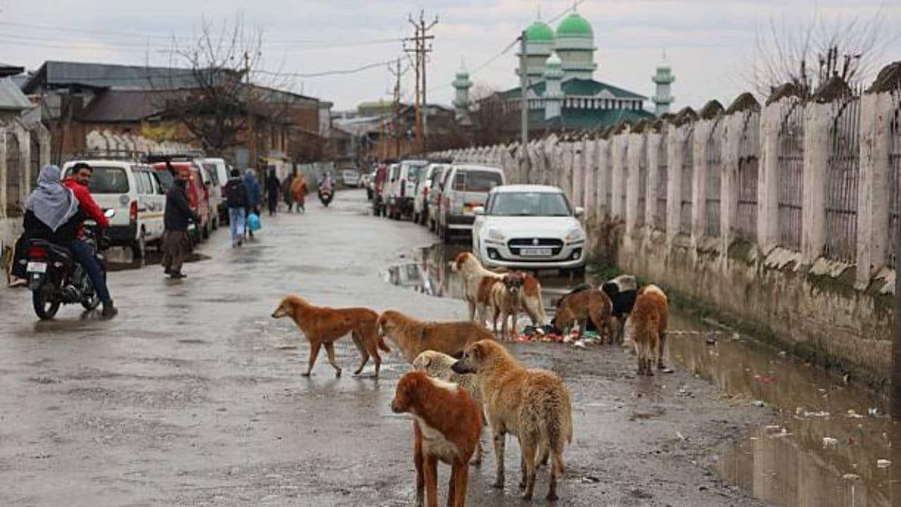 Trichy Rabies Alert