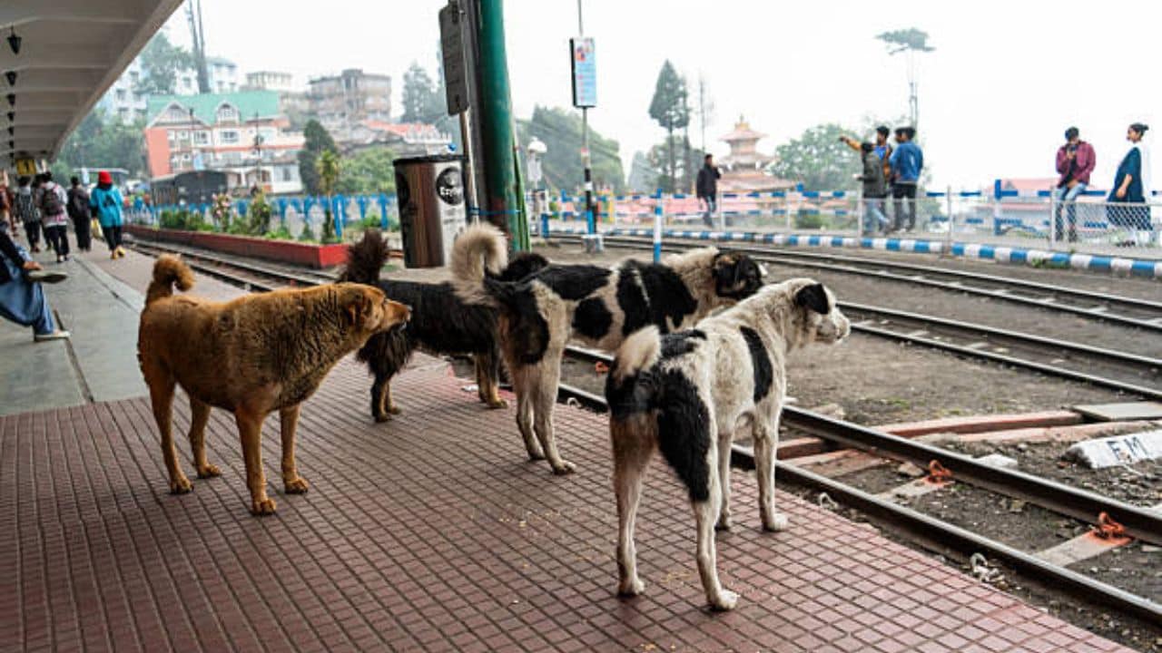 Trichy Rabies Alert
