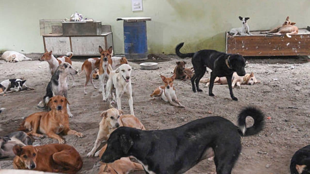 Trichy Rabies Alert