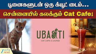 பூனைகளுடன் ஒரு க்யூட் டைம்...  சென்னையில் கலக்கும் Cat Cafe!