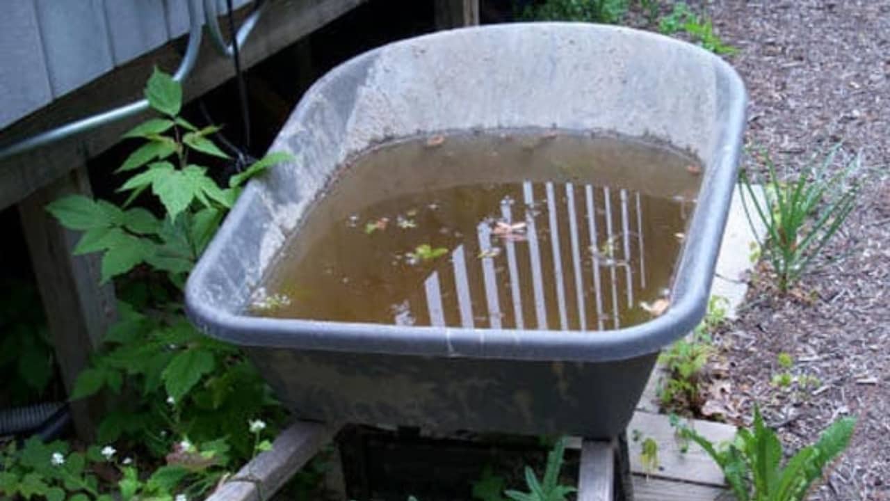 Dengue Prevention