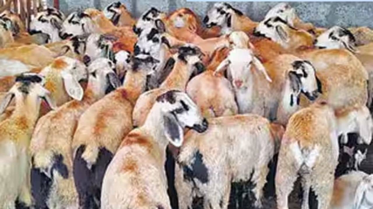 Vettri Magalir Goat Scheme
