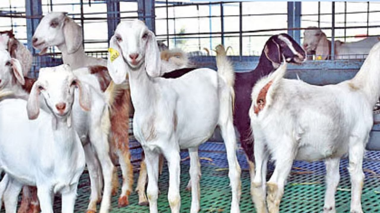 Vettri Magalir Goat Scheme