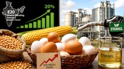 எத்தனால் கொள்கையால் முட்டை விலை 40% உயர்வு! 'உணவா? எரிபொருளா? Explainer